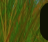 Lions Lair Slot, Tiger Treasure Slot